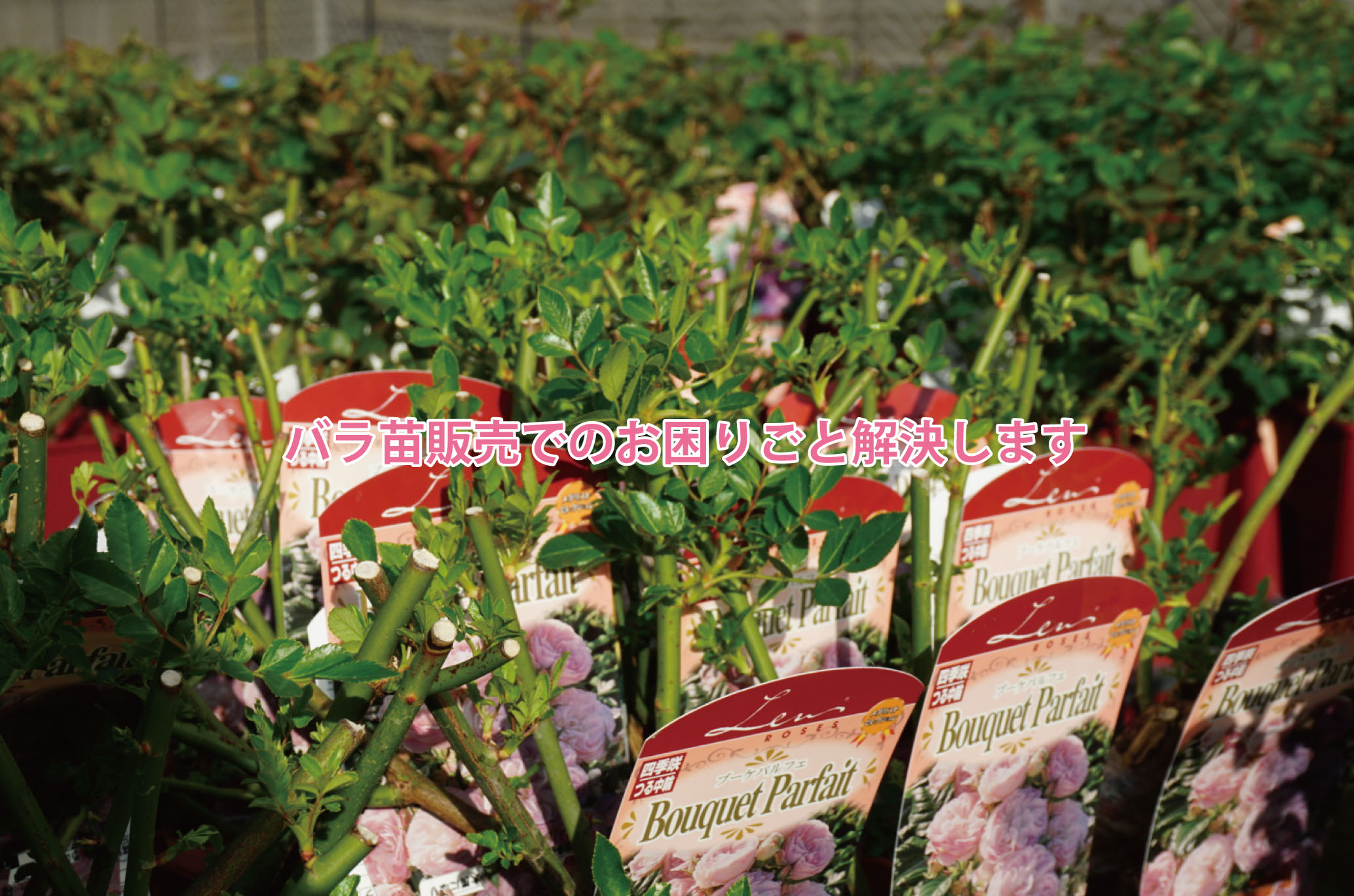 売れるバラ苗屋の水谷農園 バラ苗販売の専門農家 バラ苗販売でお困りごとを解決します